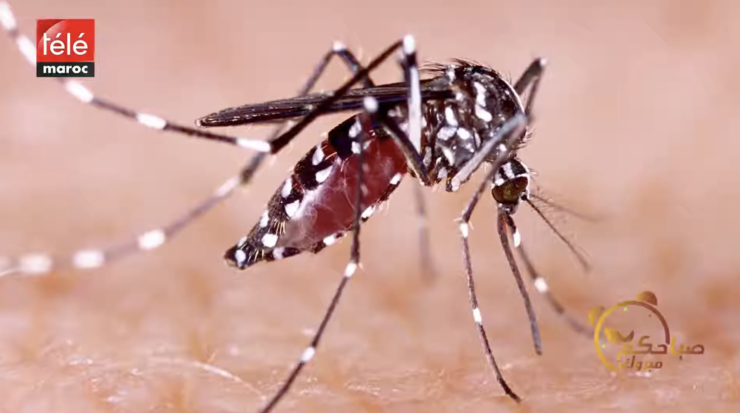 Allergie aux piqûres d'insectes